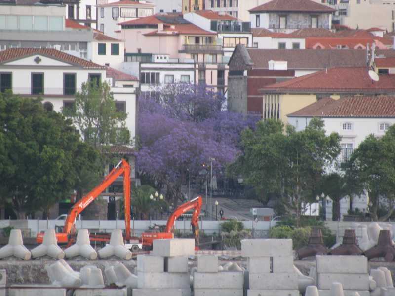 Arriving in Funchal and Lilac trees in bloom